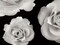 Trio II Poster Print by Jim Christensen - Item # VARPDXPSCRS182